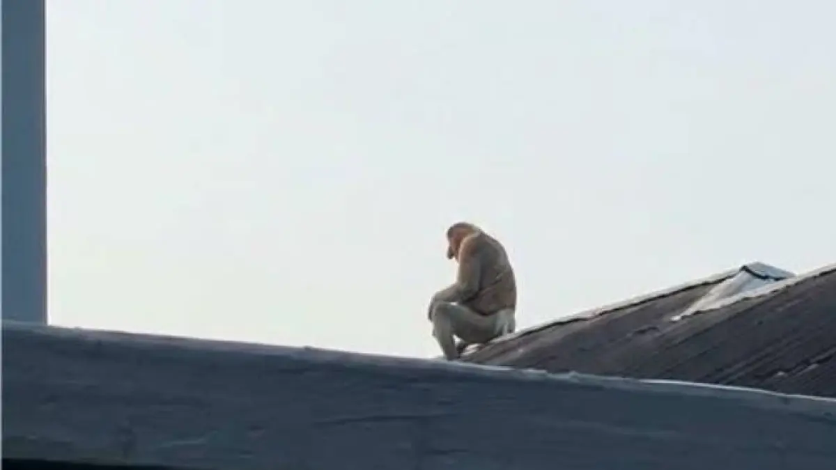 Viral Bekantan Duduk di Atap Rumah Warga di Kalsel.