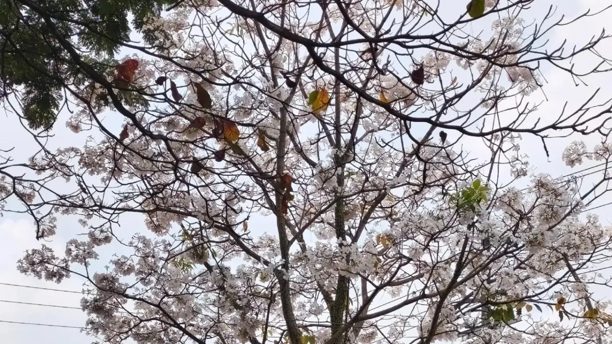 Pohon Tabebuya berbunga di jalan lingkar Salatiga, (TikTok)