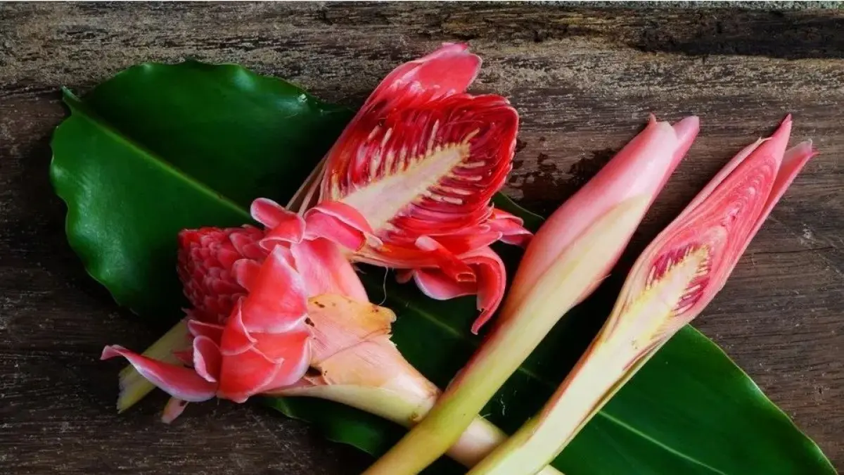 Kecombrang, dari bunga menjadi hidangan.(Pinterest)