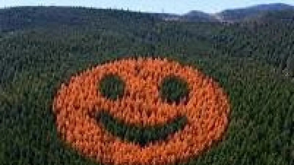 Susunan pepohonan di hutan Oregon membentuk wajah tersenyum.(benih.seribuan/Instagram)