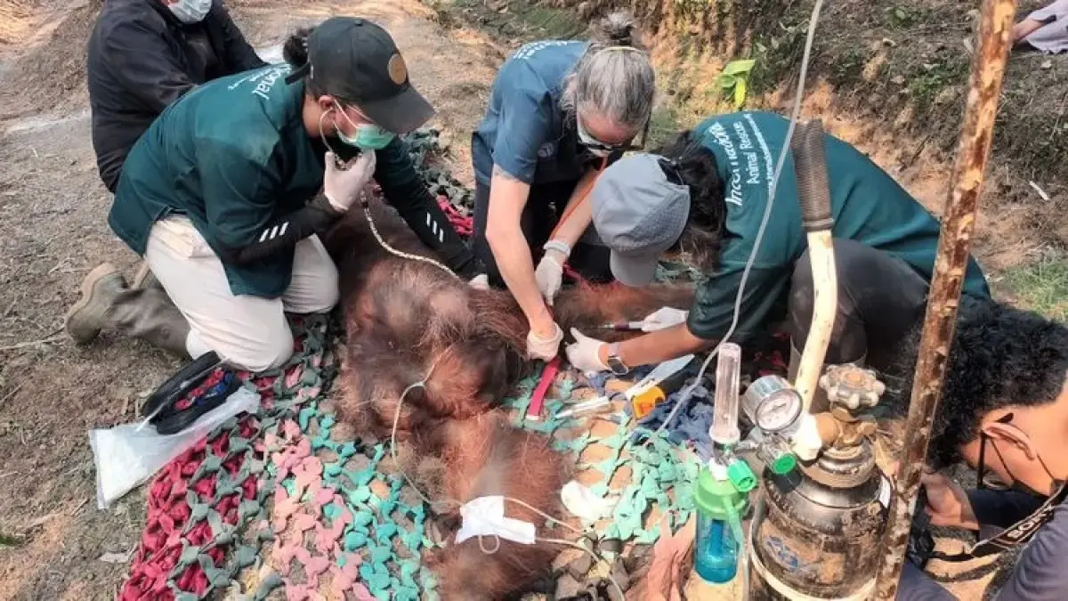 Balai Konservasi Sumber Daya Alam (BKSDA) Kalimantan Barat mengonfirmasi kematian satu individu orangutan jantan dewasa bernama Sempurna. (ISTIMEWA)