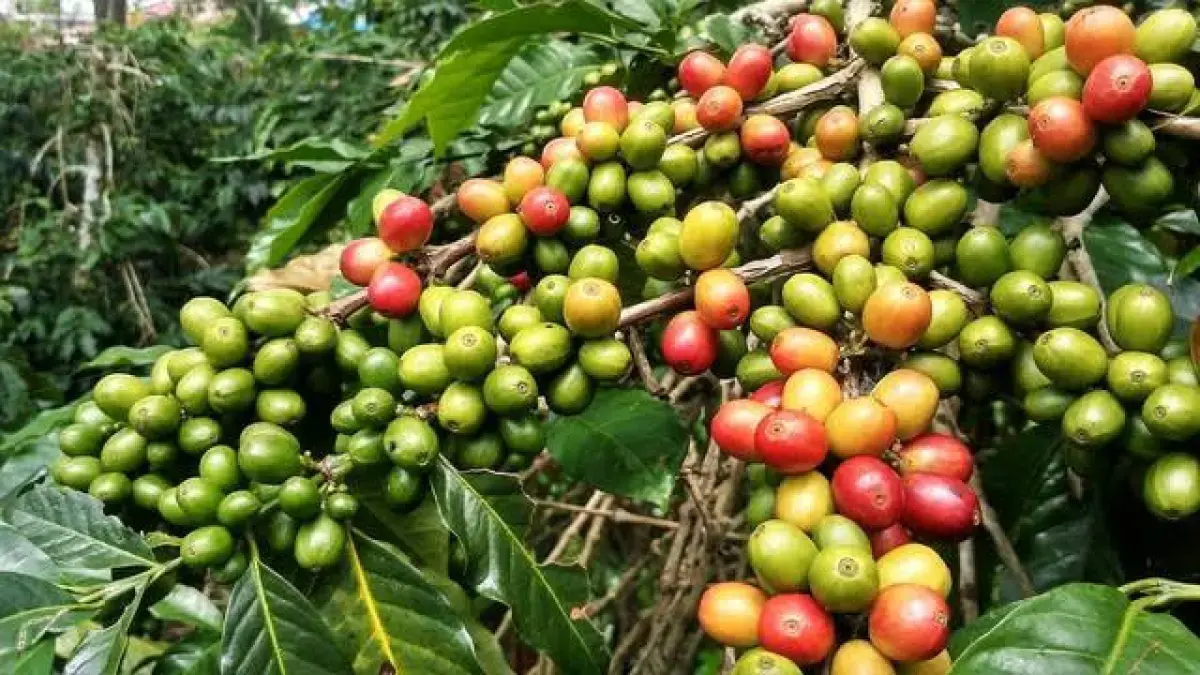 Kopi Arabika Gayo, kopi khas dataran tinggi Aceh yang masuk lima besar dunia.(RadarSurabayaBisnis)
