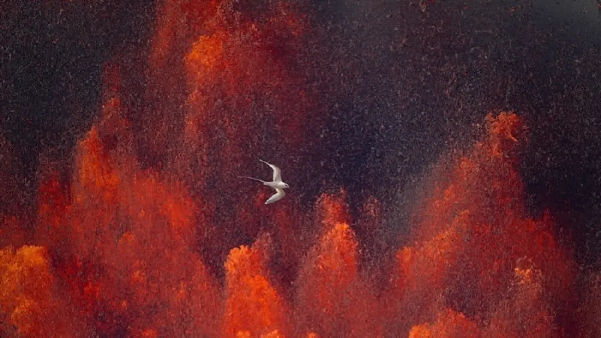 Seekor koaʻe kea atau white-tailed tropicbird terbang di depan semburan lava Gunung Kīlauea, Hawaiʻi, saat Episode 28 erupsi pada 9 Juli 2025. (Instagram @tomkualiiphotography)