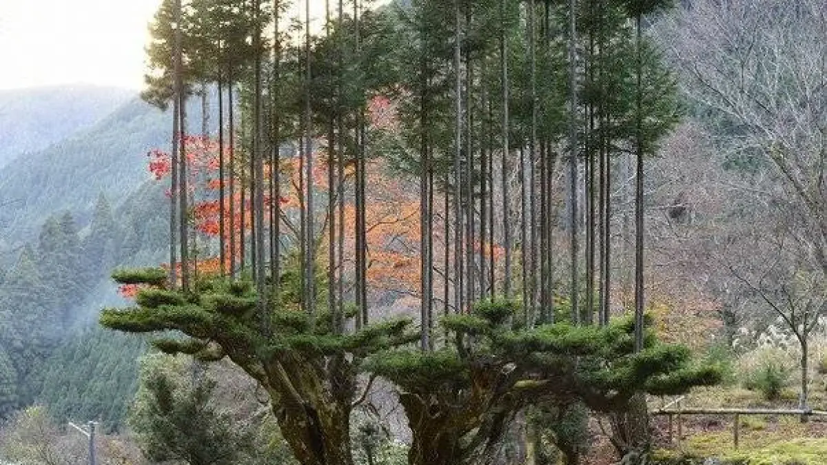 Teknik daisugi di Jepang memungkinkan batang kayu dipanen tanpa menebang pohon induknya. (mu4.co.id)
