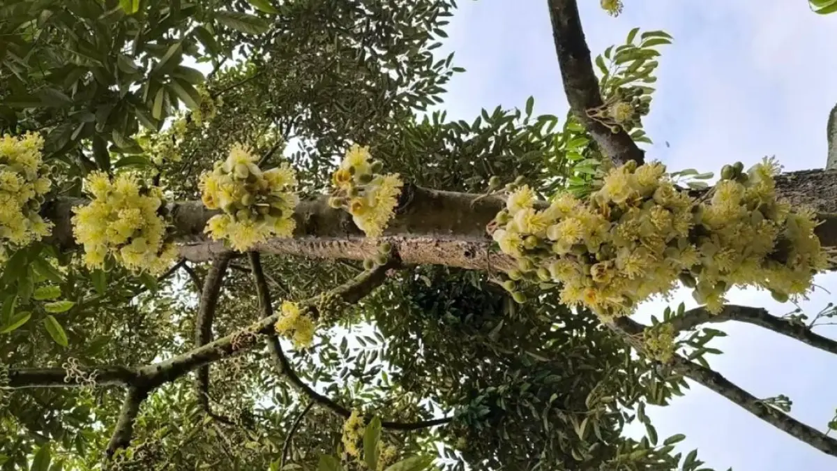 Bunga durian ini bisa diolah menjadi tumisan.(@felixleonady/TikTok)