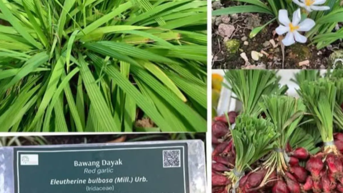 Mirip bawang merah,satu ini juga tak kalah banyak manfaat yang baik untuk tubuh.Sumber(Googlefoto).