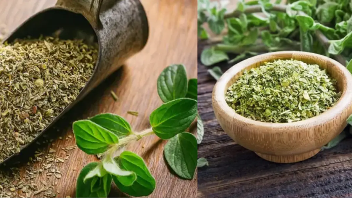 Ilustrasi,manfaat oregano.Sumber(GoogleFoto).