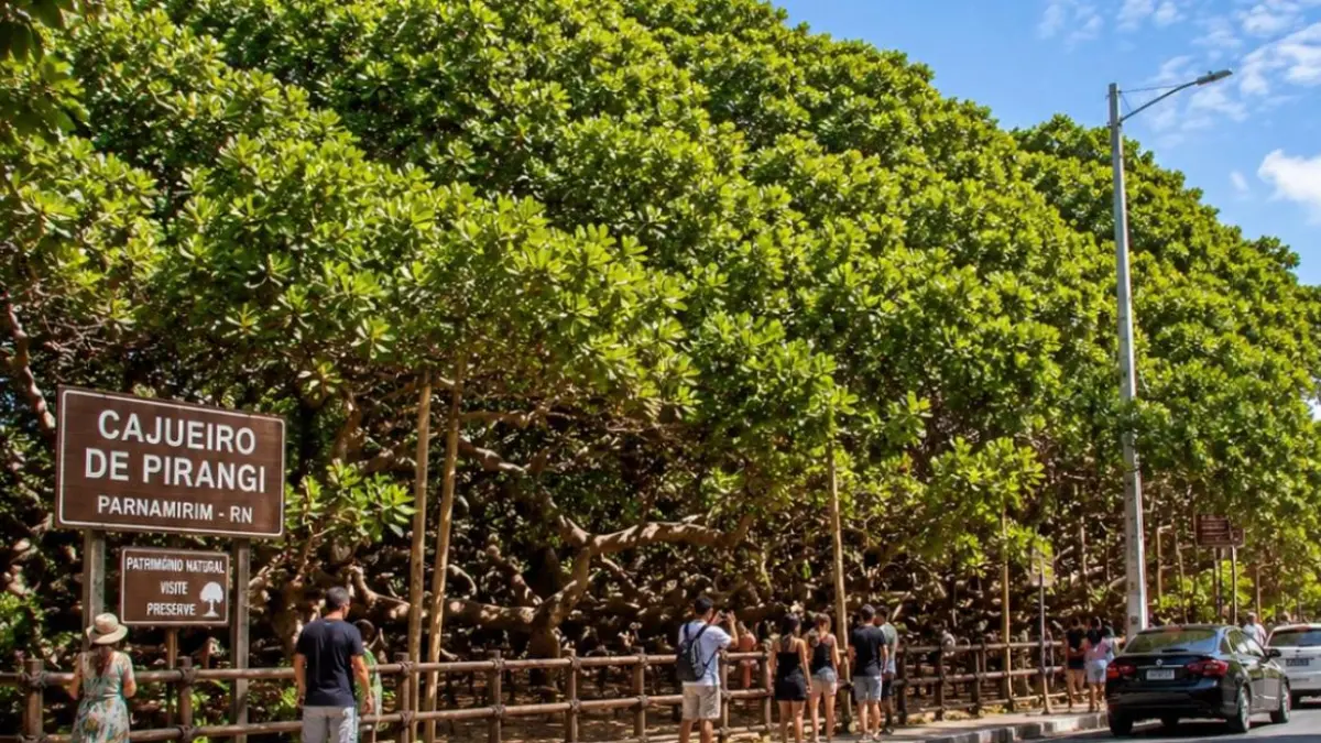 Cajueiro de Pirangi di Brasil dikenal karena cabang-cabangnya yang menyebar luas hingga membentuk area hijau sekitar 8.500 meter persegi.(wahgenz/Instagram)