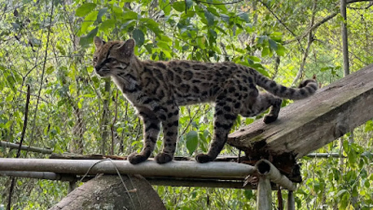 Leopardus tilcayo, spesies kucing liar baru dari hutan awan Yungas, Bolivia, berukuran lebih kecil dari kucing rumahan dengan pola bulu menyerupai macan tutul. (novataxa blog)