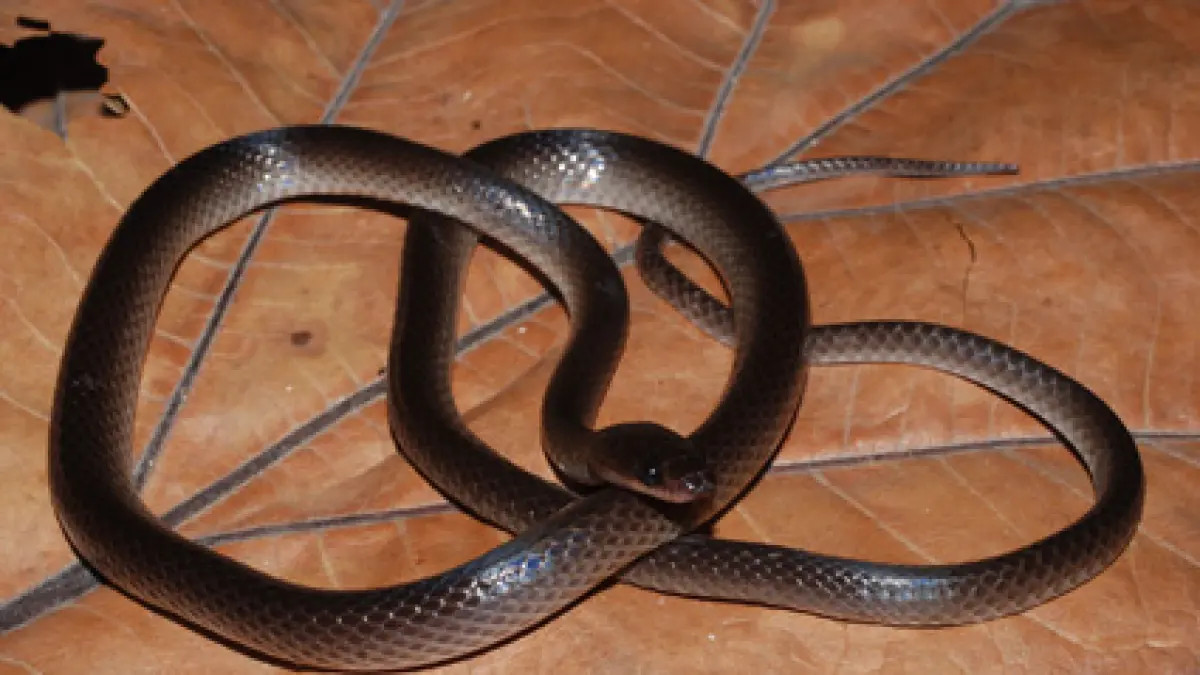 Lielaphis slashi, spesies ular tanah baru dari New Guinea yang namanya diambil dari gitaris Guns N’ Roses, Slash. (Mapress)