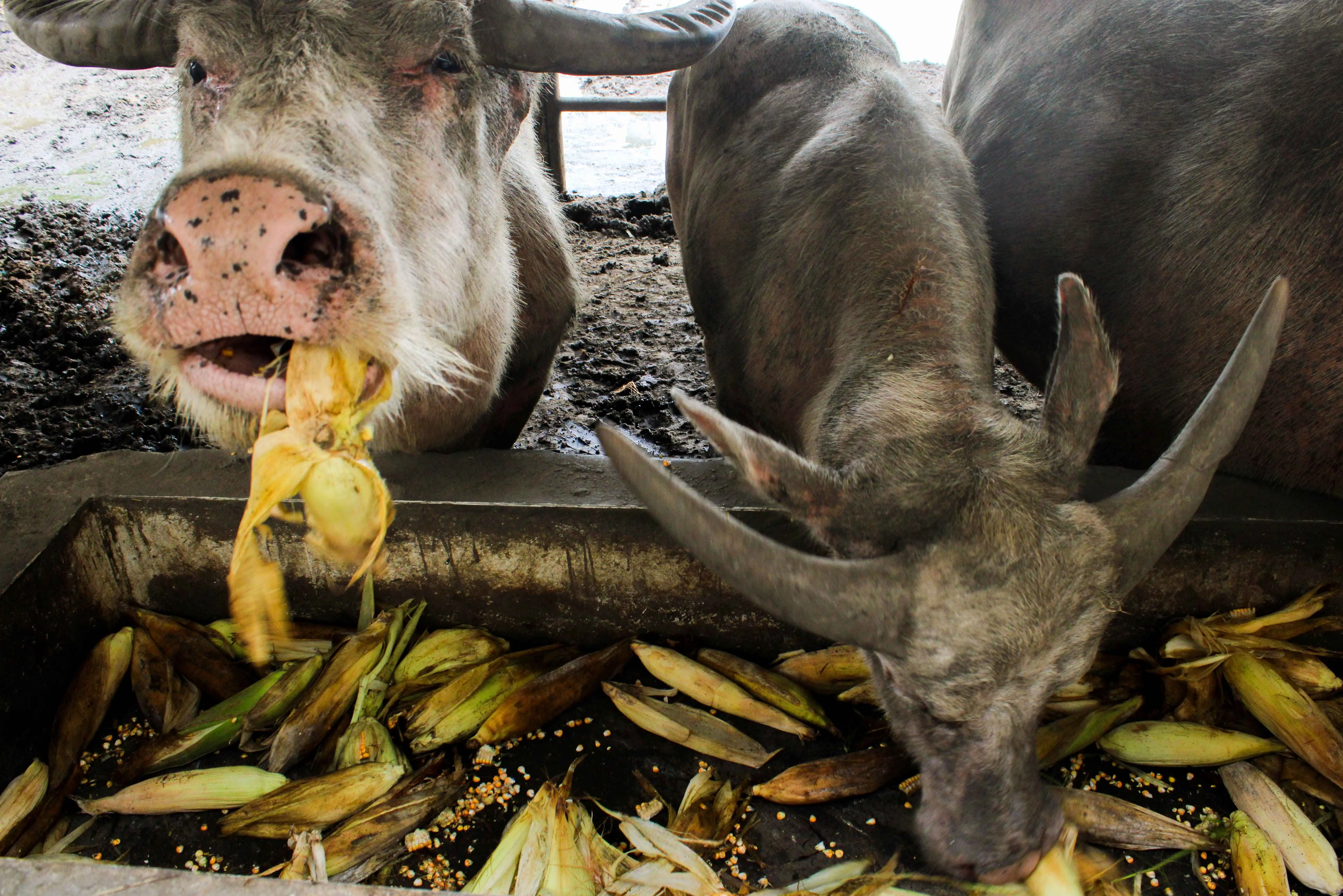 Jagung menjadi salah satu pakan yang diberikan pada siang hari sebagai bagian dari rutinitas perawatan kerbau.