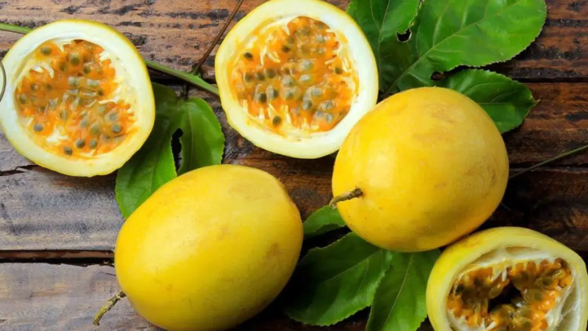 Manfaat buah markisa untuk kesehatan tubuh.(Google)