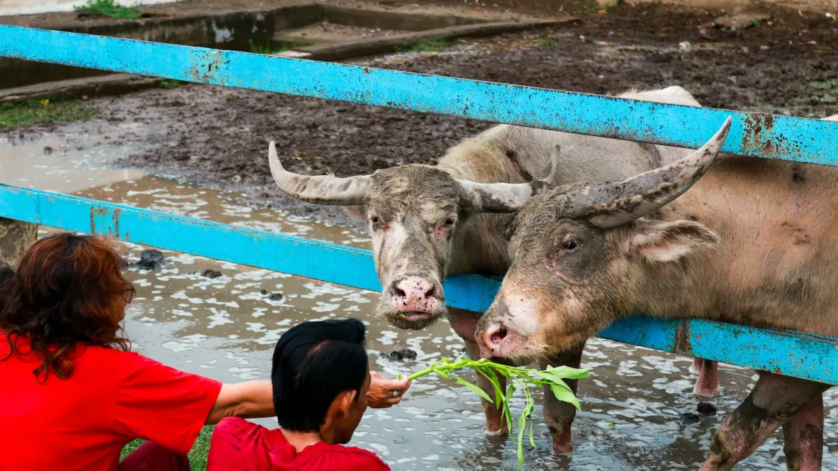 Pengunjung memberi makan kerbau bule dengan kangkung yang dijual di sekitaran alkid