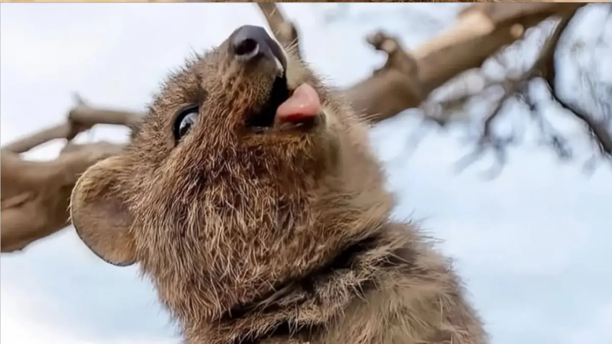 Quokka, hewan asal Australia yang dikenal dengan wajahnya yang tampak selalu tersenyum.(Instagram)