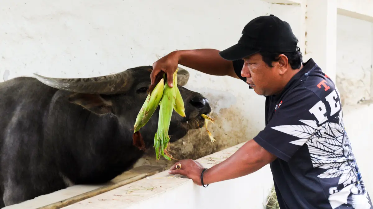 Srati Mahesa Heri Sulistyo memberi makan Kerbau Bule di kandang kawasan Alun-alun Kidul Keraton Kasunanan Surakarta ( Dok. Pribadi)