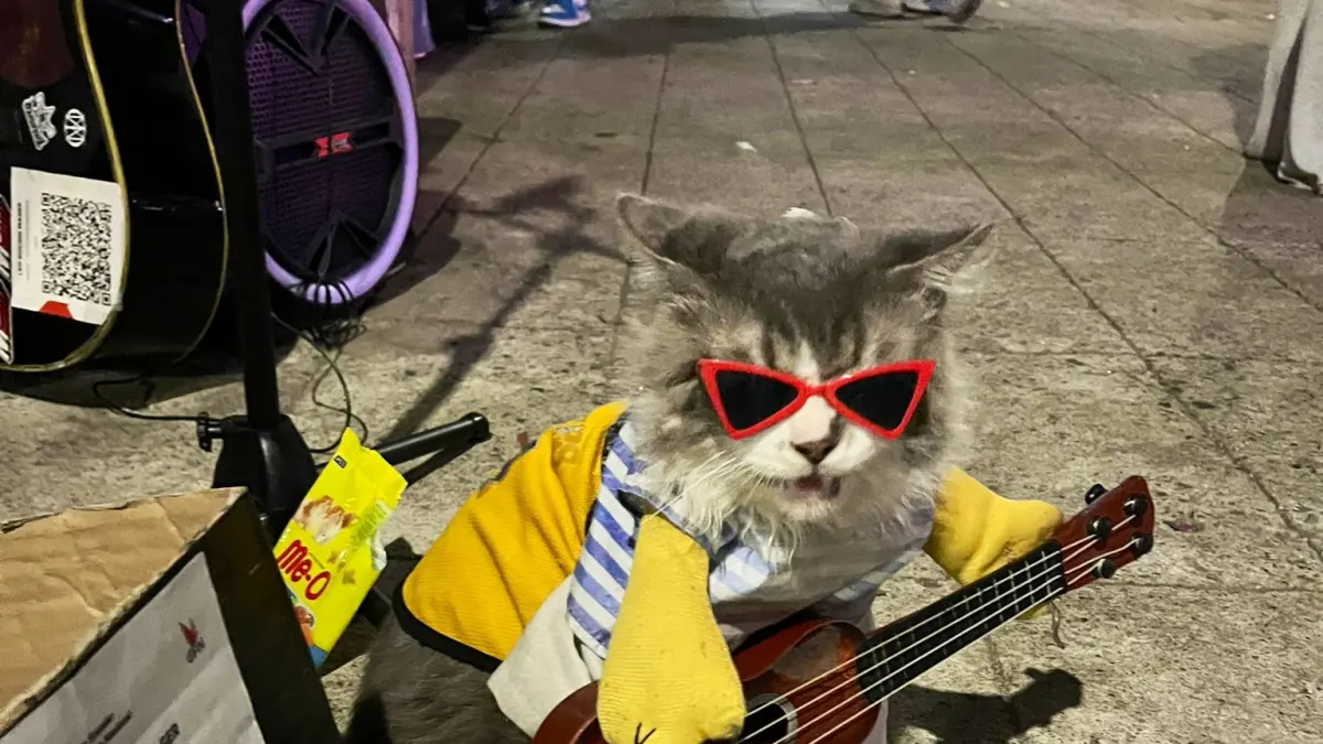 Leo, kucing yang pernah viral saat ikut mengamen di kawasan Blok M pada 2022. Kala itu, Leo mencuri perhatian karena duduk anteng di atas gitar sambil mengenakan kostum dan kacamata. (X : Lenny_diary)