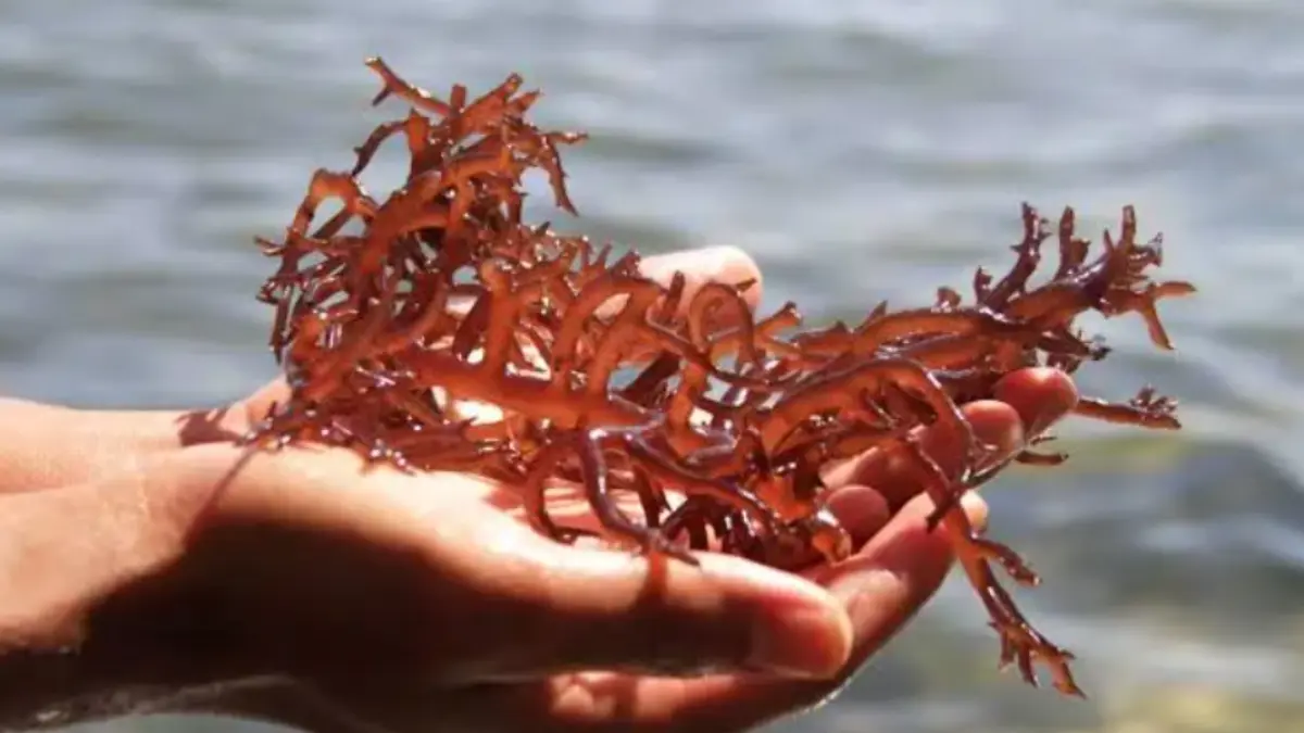 Manfaat rumput laut.Google.