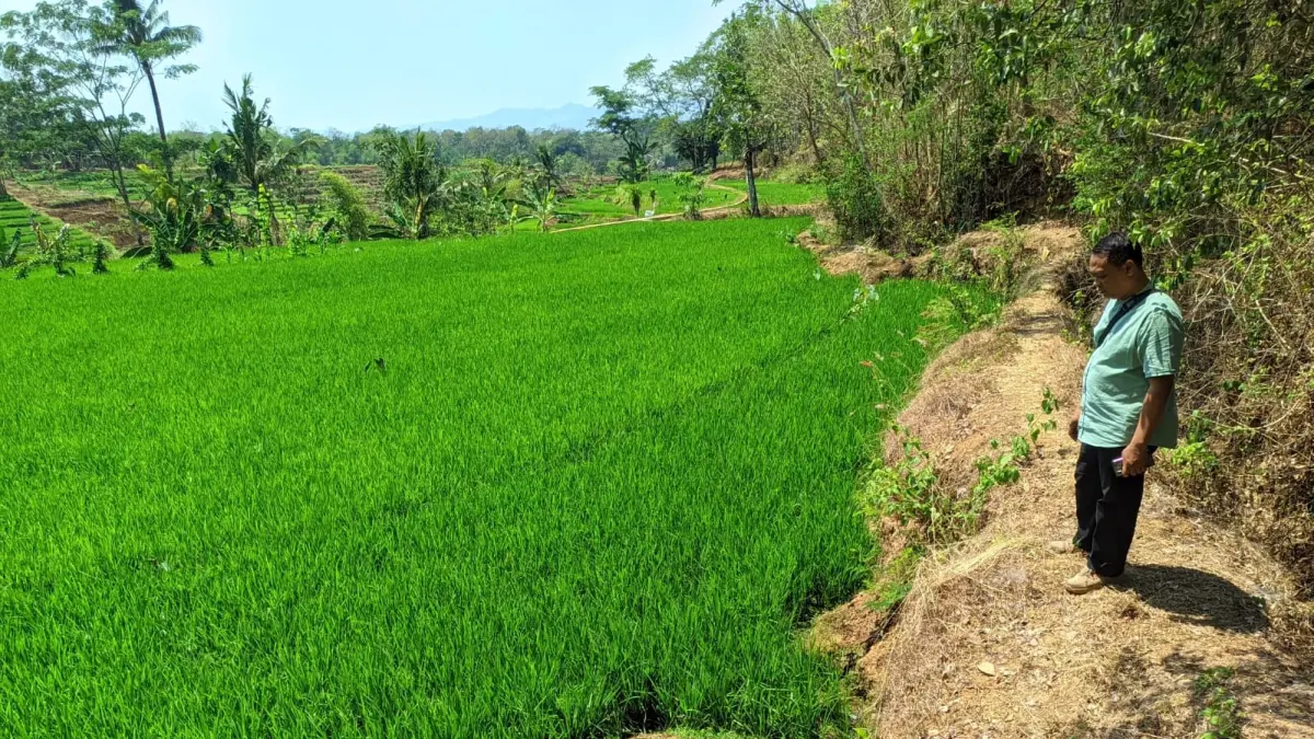 Belik Andong di Desa Tremes, Sidoharjo, Wonogiri, disebut kerap didatangi untuk panyuwunan. (Iwan Adi Luhung)