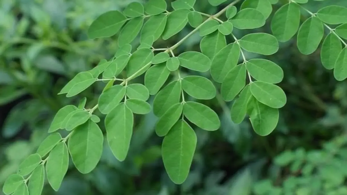Manfaat Daun Kelor untuk Ibu Menyusui (Sumber: Pinterest)