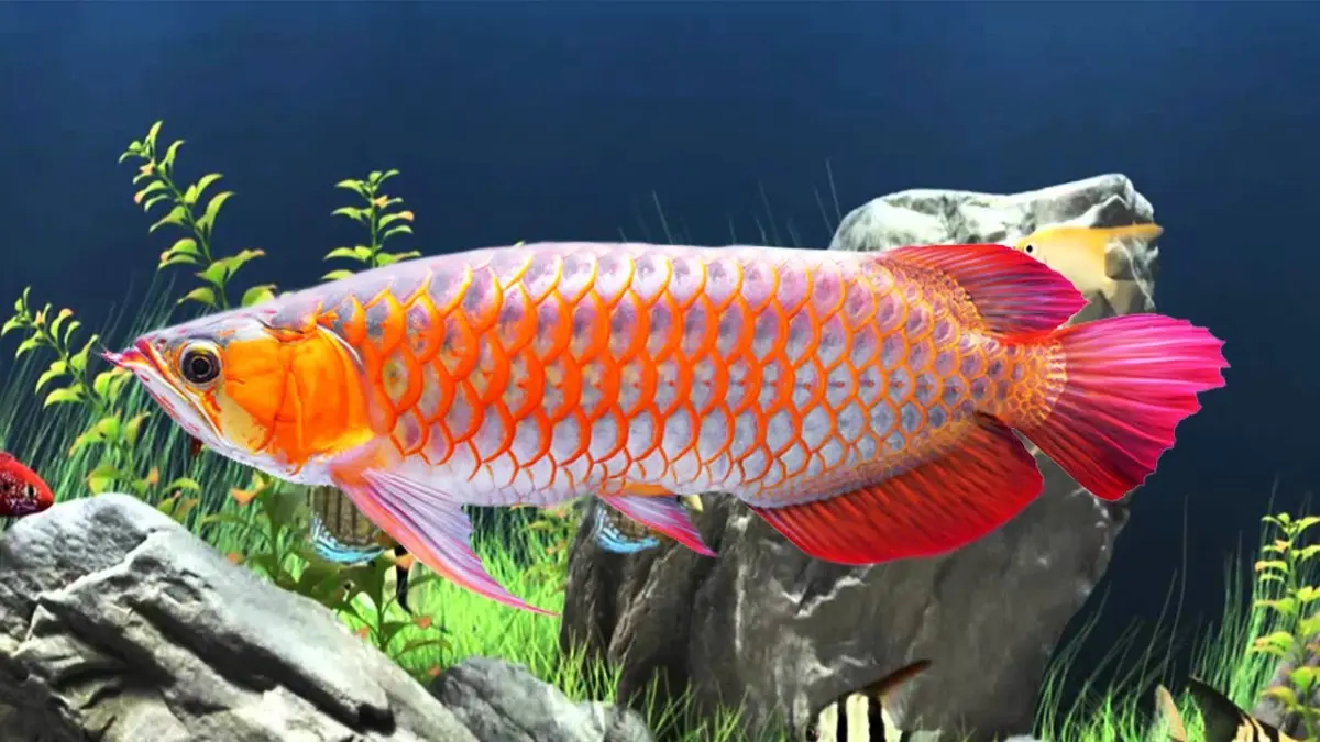 Ikan arwana yang dikenal sebagai simbol keberuntungan dan kemakmuran.(YouTube)
