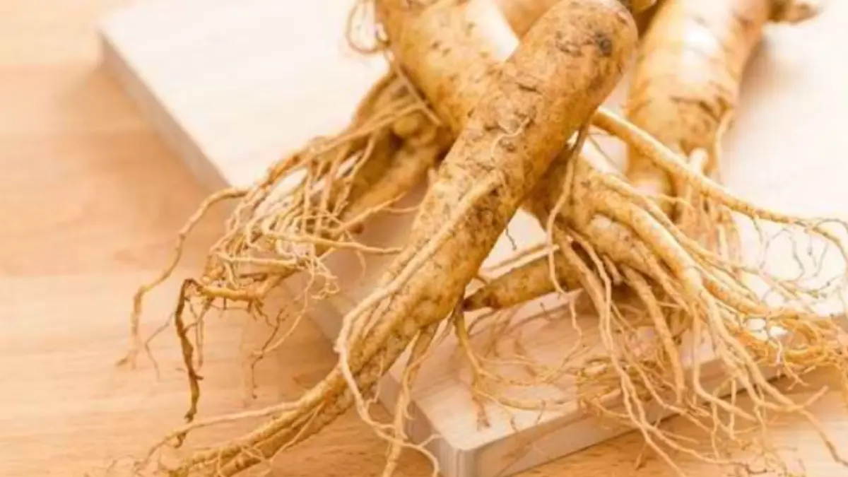 Manfaat ginseng.(Google).