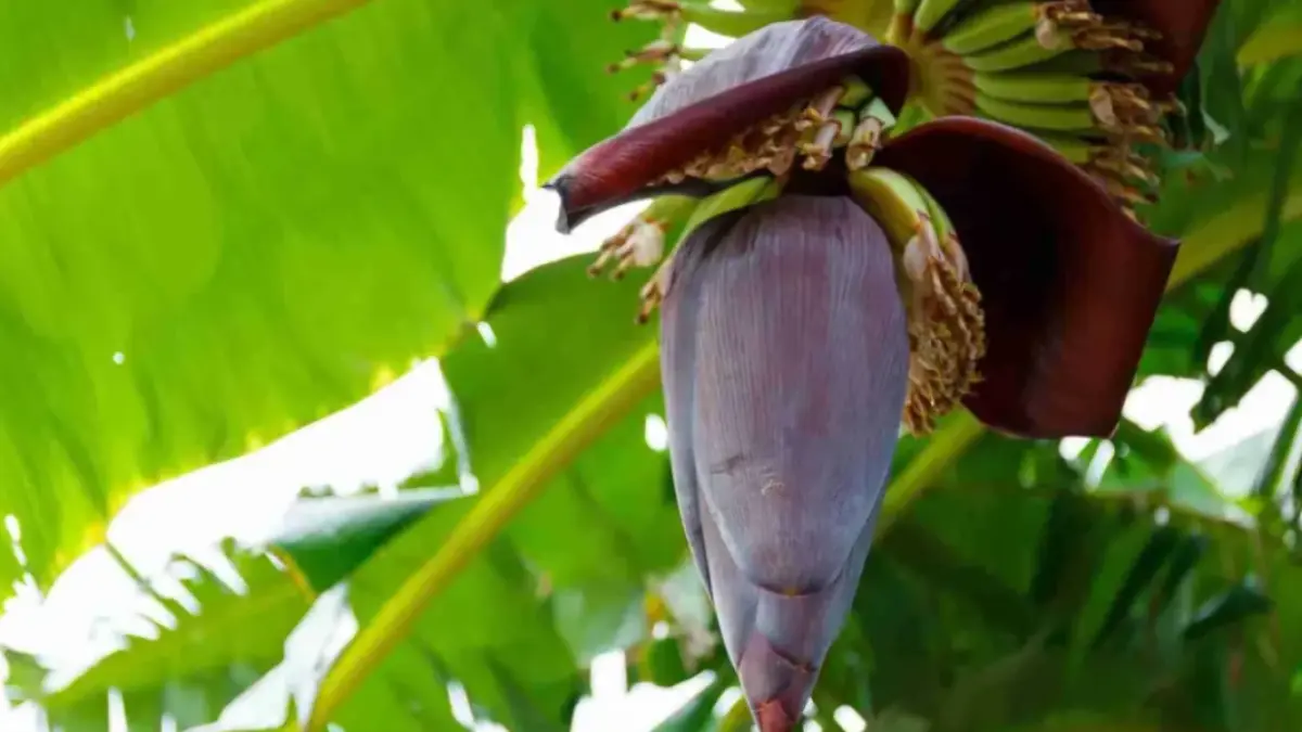 Manfaat jantung pisang.(Google).