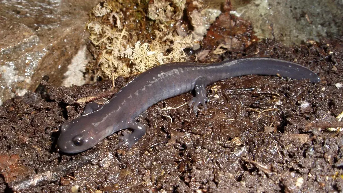 Salamander Akaishi yang dipelihara di Kebun Binatang Chausuyama, Prefektur Nagano, Jepang. (Kebun Binatang Chausuyama/Kyodo)