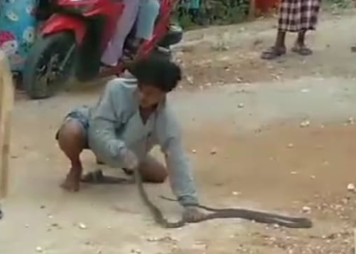 ATRAKSI: Korban sedang memainkan ular kobra saat atraksi di Dusun Jungkal, Desa Pojok, Kecamatan Pulokulon, Selasa (25/7).