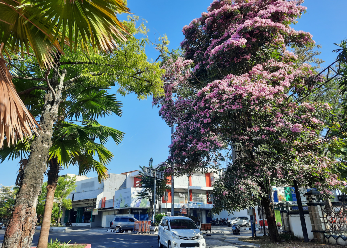 CANTIK: Pohon Tabebuya yang ada di sekitar Kota Purwodadi mulai mekar.
