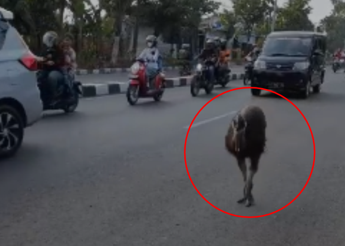 LEPAS: Kemunculan Burung Kasuari di Jalan Pemuda Rembang menggegerkan pengendara pada Selasa (19/9) pagi.