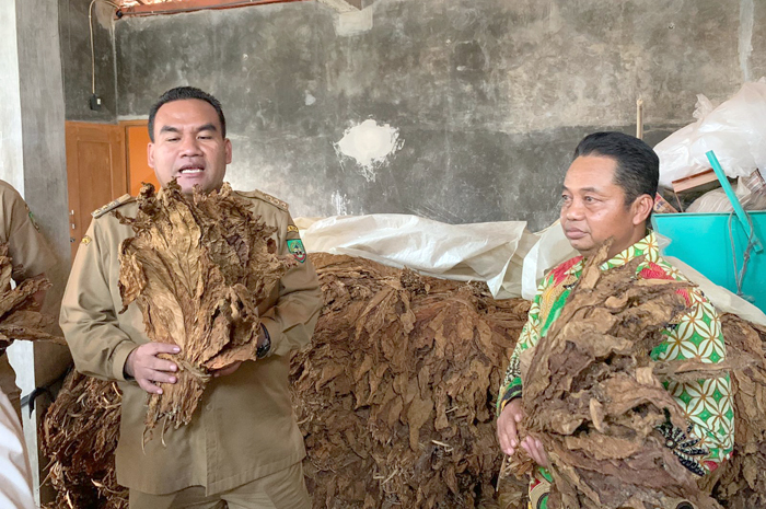 DIKEMBANGKAN INVESTOR: Bupati Blora Arief Rohman melihat hasil panen tembakau di Desa Palon, Jepon.