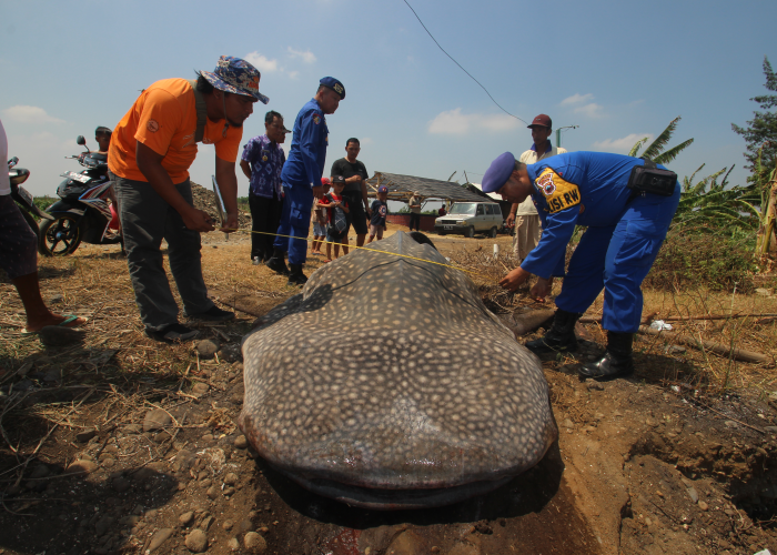 MALANG: Petugas mengecek kondisi bangkai hiu tutul yang mati setelah terdampar di perairan Pantai Beringin, Bumiharjo, Keling pada Kamis (5/10).