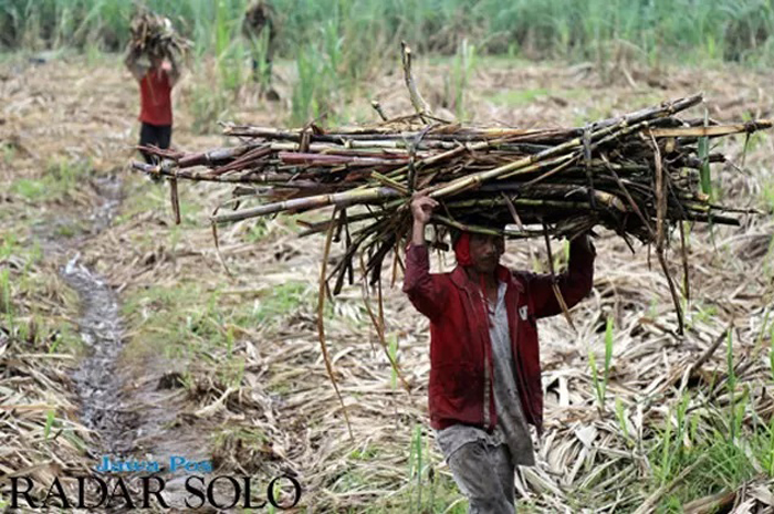 Ilustrasi petani tebu