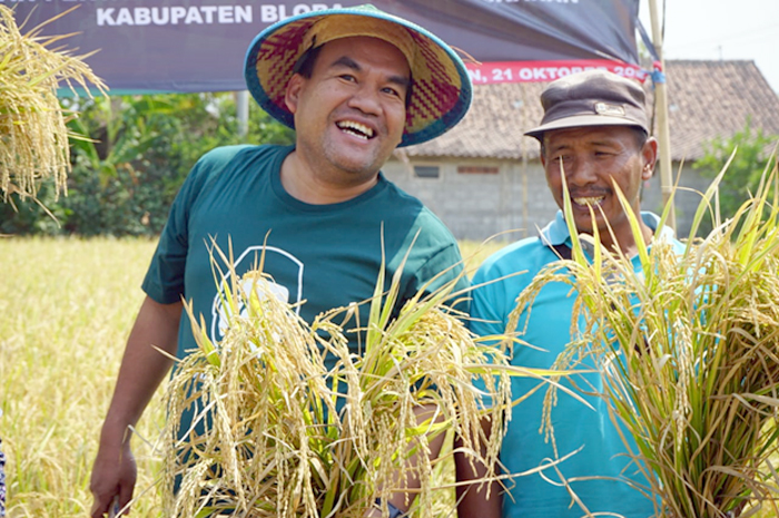 SENANG: Bupati Blora Arief Rohman saat panen padi organik di Desa Ngraho, Kecamatan Kedungtuban