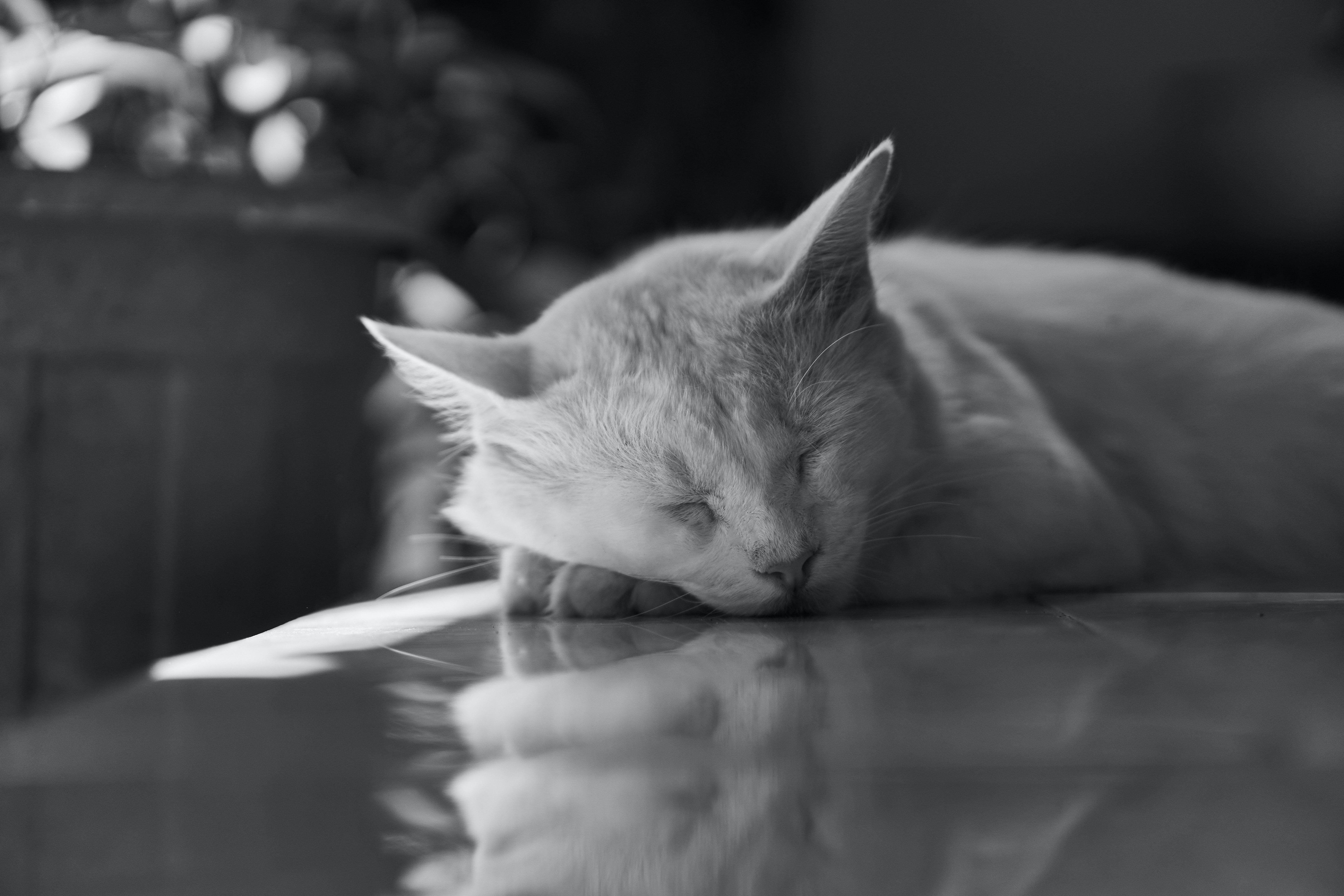 kucing