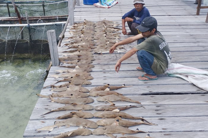 MATI: Puluhan hiu penangkaran di Pulau Menjangan Kecil mati baru-baru ini.