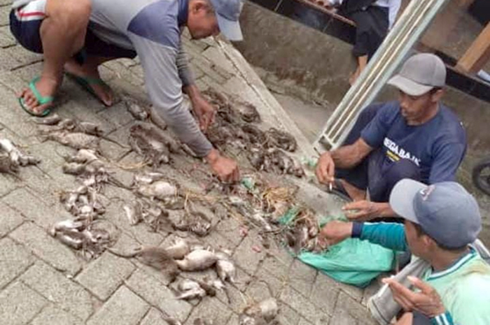 BERSIHKAN HAMA: Warga Desa Medalem ramai-ramai mengumpulkan tikus di kegiatan Gropokyan.