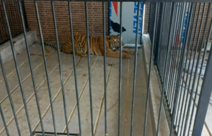 Harimau Sumatera yang menerkam Suprianda (27) hingga tewas