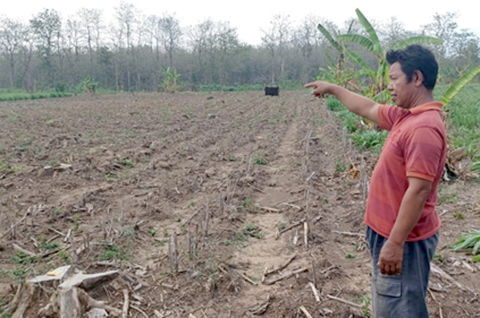DILIHATKAN: Warga Desa Sumbermulyo, Tlogowungu menunjukkan lahan hutan sosial yang diduga diperjual belikan di desanya kemarin.