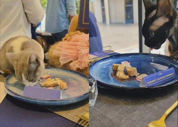Viral kucing diberi makan fine dining ala restoran bintang lima