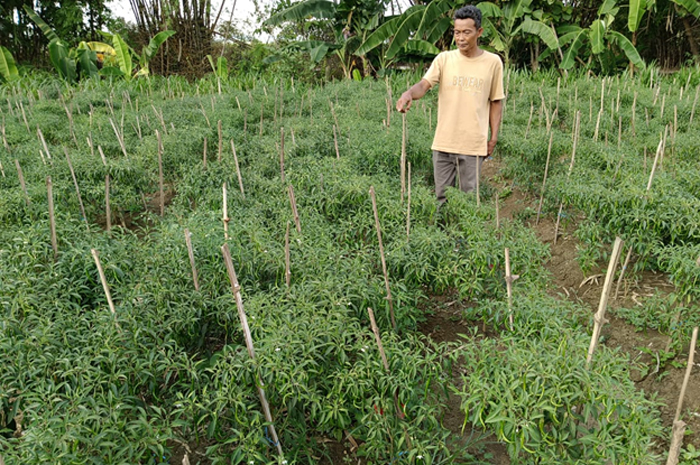 TUNJUKKAN BUKTI: Seorang petani di&nbsp;Kerdusan, Kecamatan Wirosari, Kabupaten Grobogan menunjukkan tanaman cabai di sawahnya usai dicuri warga Blora.