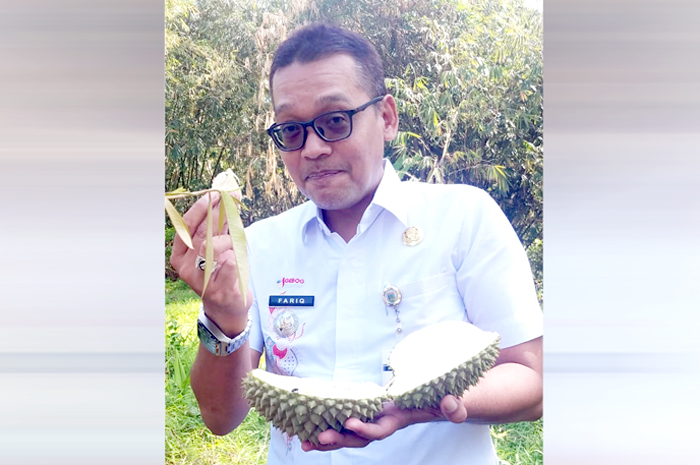KECIL-KECIL CABAI RAWIT: Camat Gebog Fariq M memeperlihatkan durian kastubi.