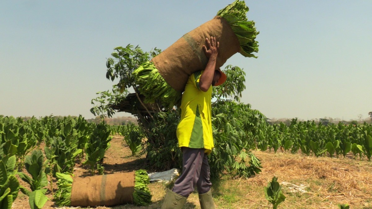 DIBOPONG: Petani tembakau di Rembang mengangkat &ldquo;mbako&rdquo; ditaruh pundak dengan cara disimpan di karung glangsing.