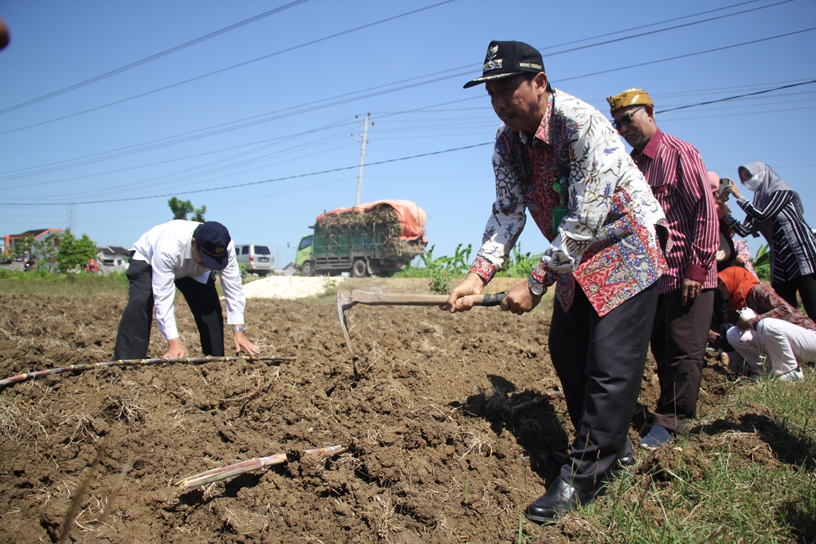 NYANGKUL: Bupati nyangkul di lahan tebu di Rembang.