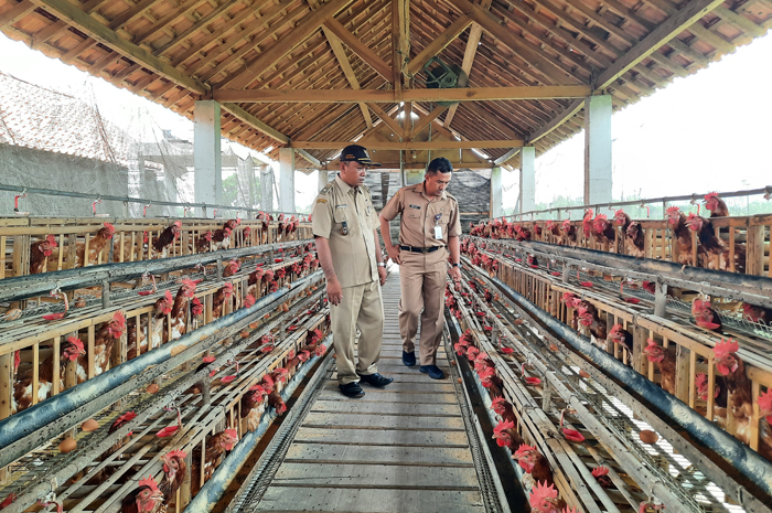 INOVASI: Kades Teguhan Karsono bersama Kabid Pemberdayaan Masyarakat Dispermades Yuono Joko Susanto saat panen telur di peternakan ayam petelur Desa Teguhan, Kecamatan Grobogan.