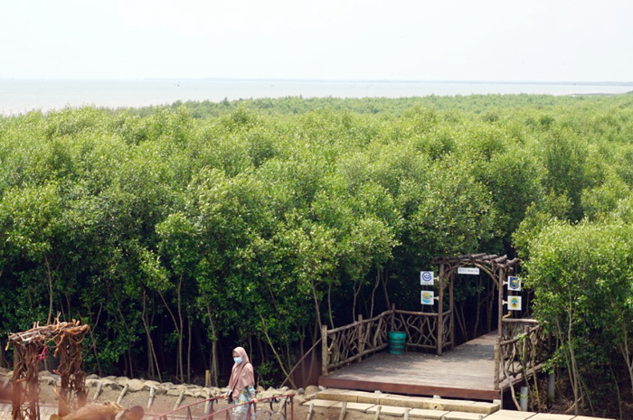PELESTARIAN: Potret hutan mangrove di Desa Kertomulyo, Trangkil Pati yang sudah baik. Namun di beberapa tempat seperti pesisir Tayu masih perlu rehabilitasi.