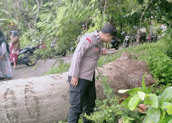 OLAH TKP: Petugas kepolisian melakukan olah TKP tewasnya  bocah berinisial ADC usai tertimpa pohon randu di Desa Wuwur, Kecamatan Pancur pada Senin (26/2) pagi.