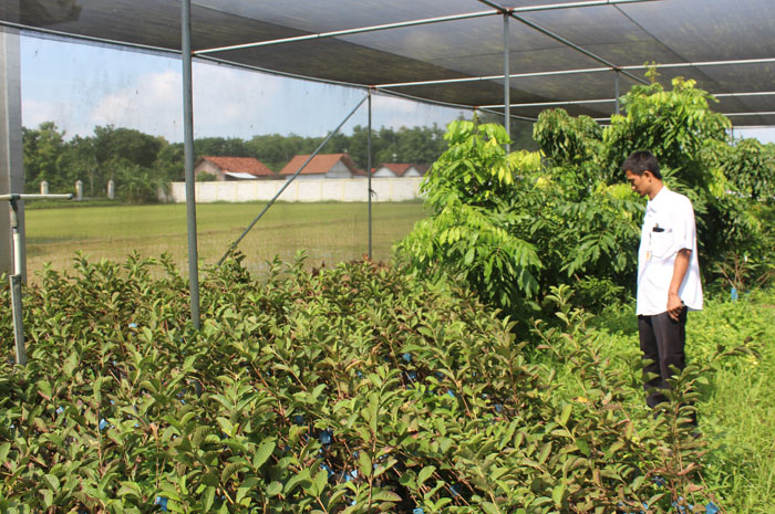 SIAP TANAM: Petugas Balai Benih Kabupaten Blora menunjukkan batang benih yang disiapkan untuk petani buah.