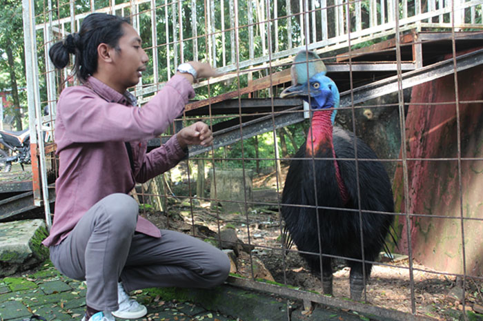 LANGKA: Salah satu pengunjung di Taman Tirtonadi sedang melihat Burung Kasuari di kandangnya.