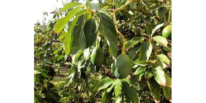 BERKHASIAT: Daun alpukat memiliki banyak manfaat untuk kesehatan.